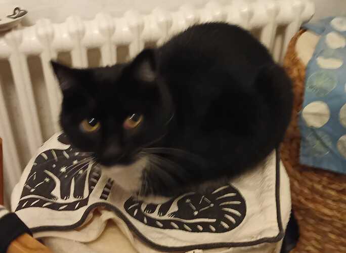 gatzi