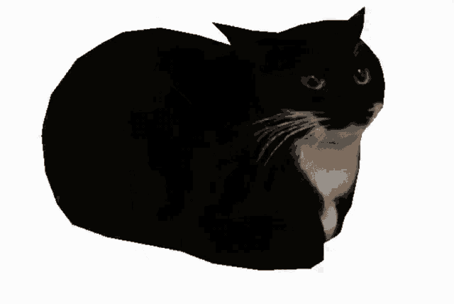 maxwell-maxwell-cat
