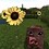 psyonate